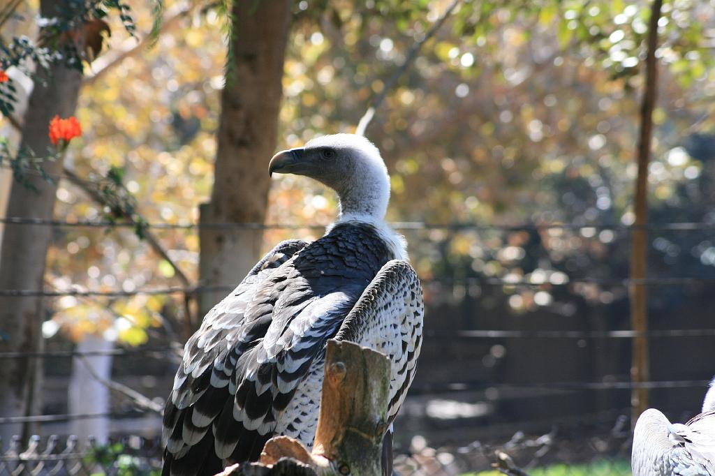 20081019 wild animal park 094.jpg - Wild Animal Park San Diego - Vultures!
